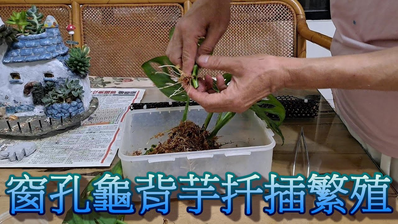 窗孔龜背芋(洞洞蔓綠絨)扦插繁殖方去  一節變一棵