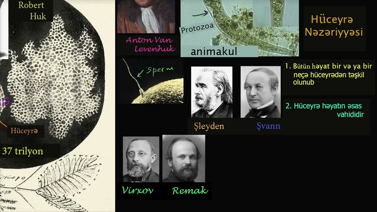 Hüceyrə nəzəriyyəsi
