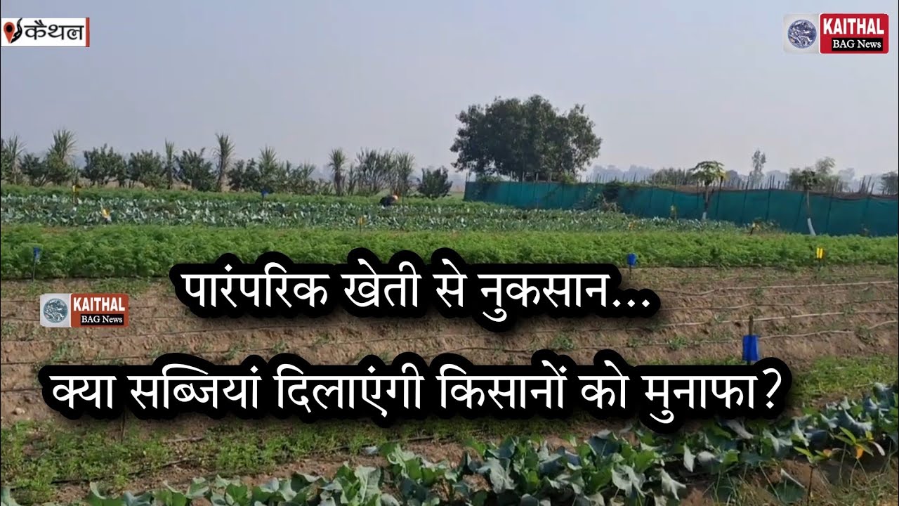 पारंपरिक खेती से नुकसान... क्या सब्जियां दिलाएंगी किसानों को मुनाफा?