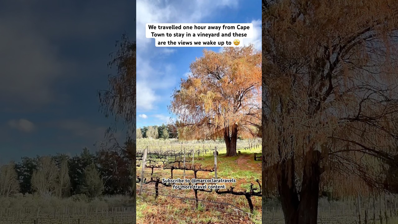 🍷 Exploring the birth place of South Africa wine - Franschhoek, Cape Town #vineyards #wine #travel