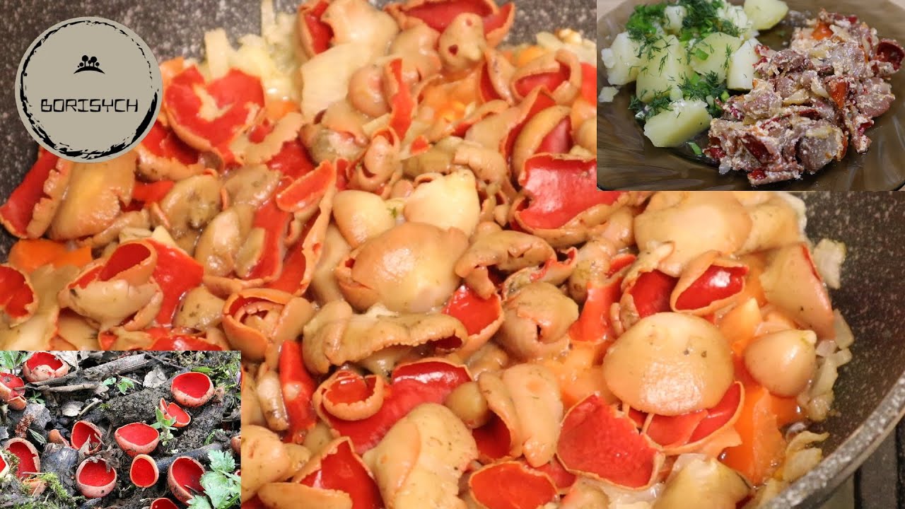 Правильный рецепт как готовить грибы саркосцифы / how to cook mushrooms