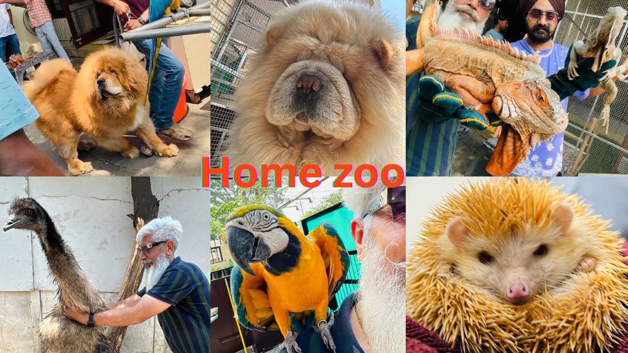 Ghar mai hi zoo bana Diya🥵🔥ostrich ko pakad liya aaj😈🔥(Gill dog kennel)@Gill dog Kennel
