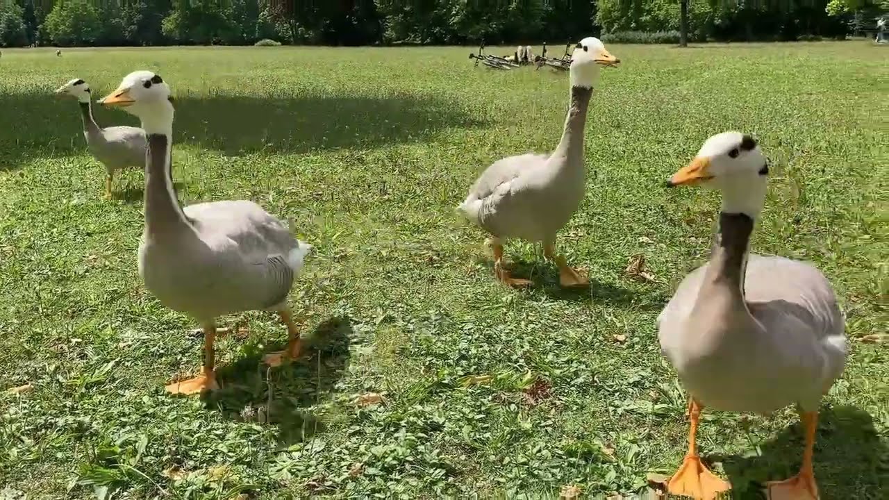 Streifengans - Oie à tête barrée - Bar-headed goose - Hint Kazı (Anser Indicus)