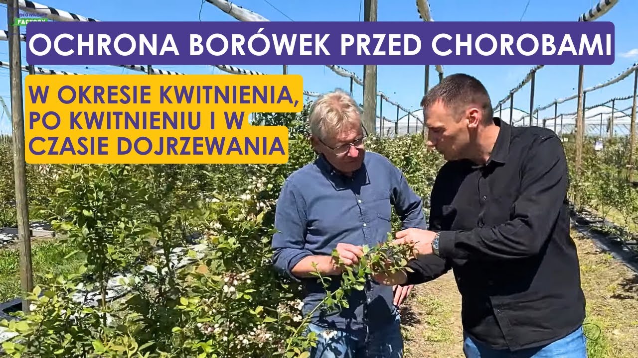 Ochrona borówek przed chorobami - w okresie kwitnienia, po kwitnieniu i w czasie dojrzewania owoców