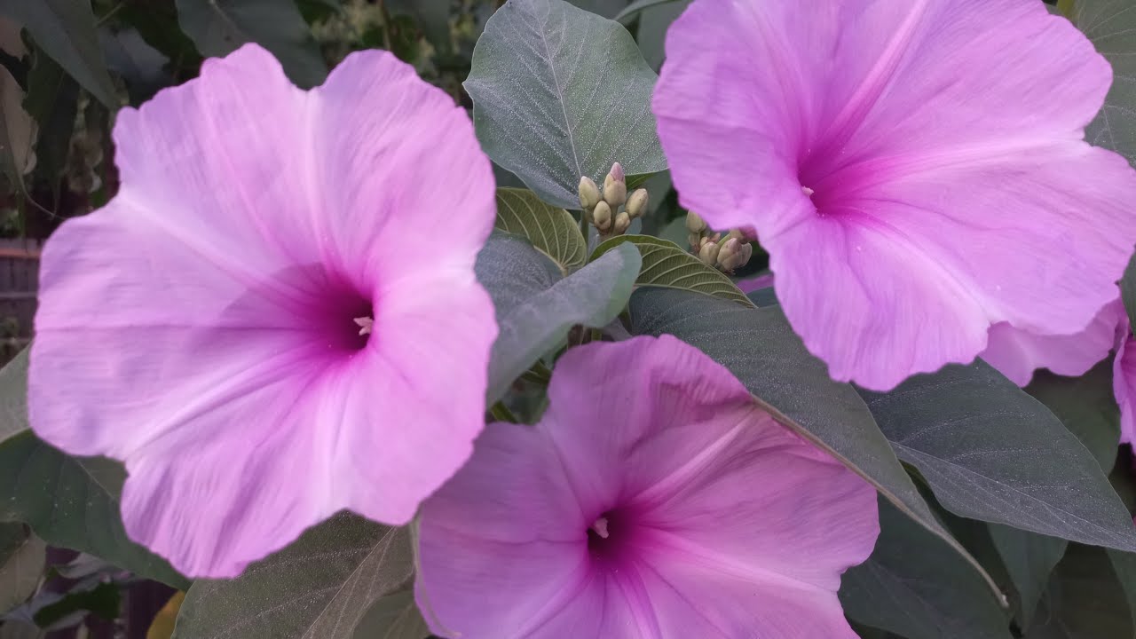 VEJAM COMO ESSAS FLORES SÃO  RESISTENTES  AO CALOR #chácara  #calor #flores