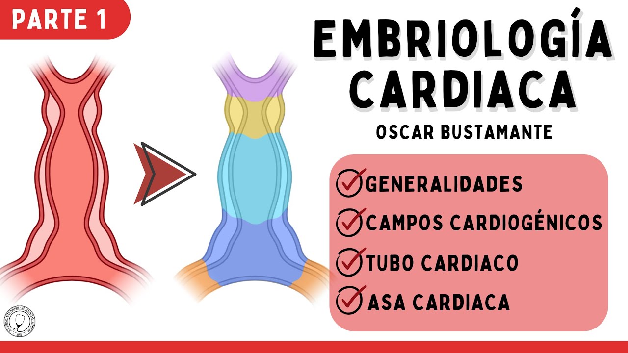 EMBRIOLOGÍA CARDIACA PARTE 1 | CARDIOLOGÍA