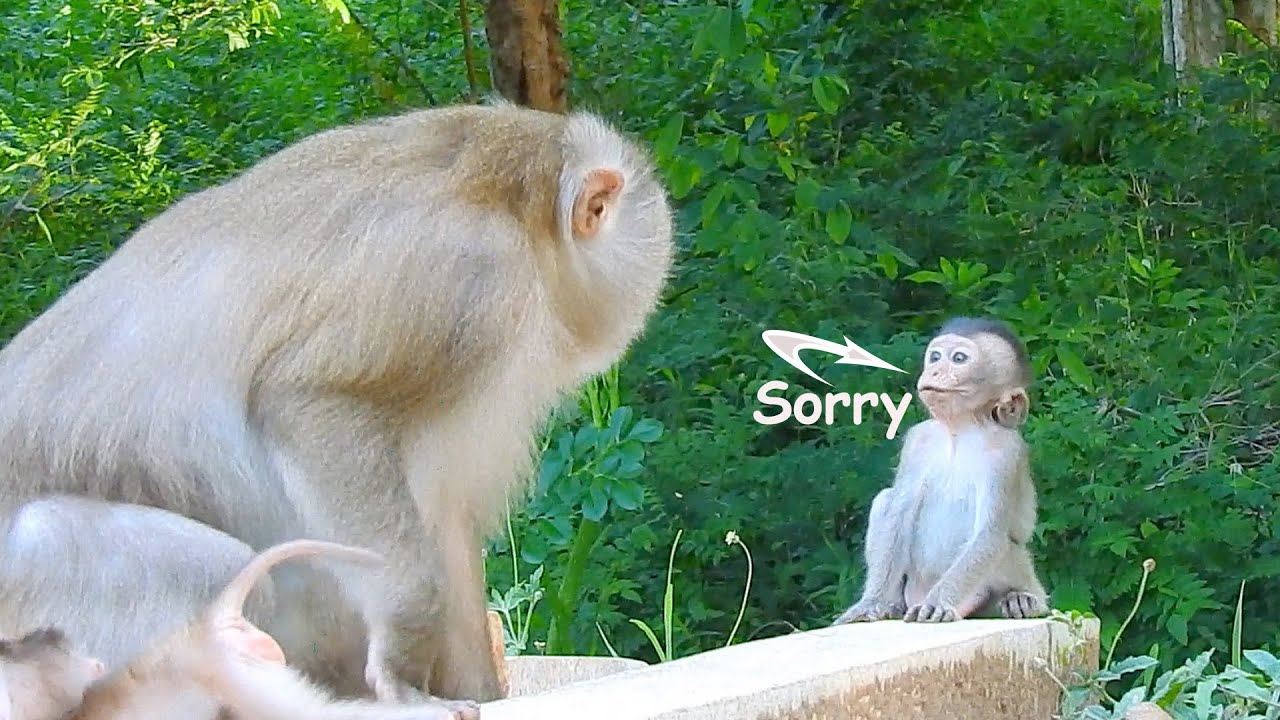 Sorry for mistake..Sweetie baby Emily says sorry to mommy Ally after making mistake with baby Albert