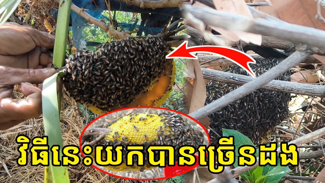 របៀបចិញ្ចឹមឃ្មុំផ្លិតព្រៃ🐝, How to raise wild bees