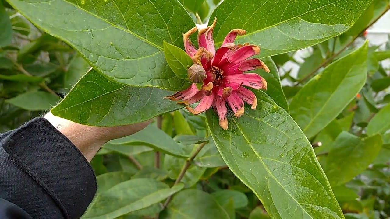 Calycanthus floridus - каликант цветущий
