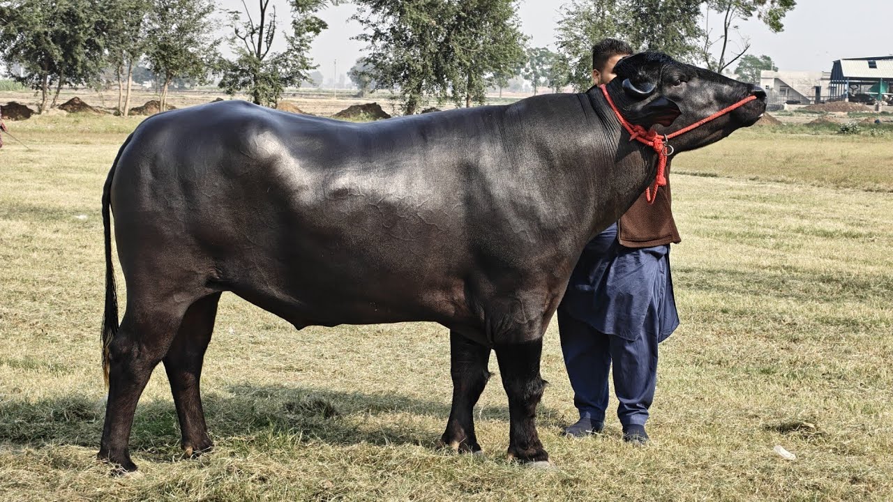 Murrah Bull 