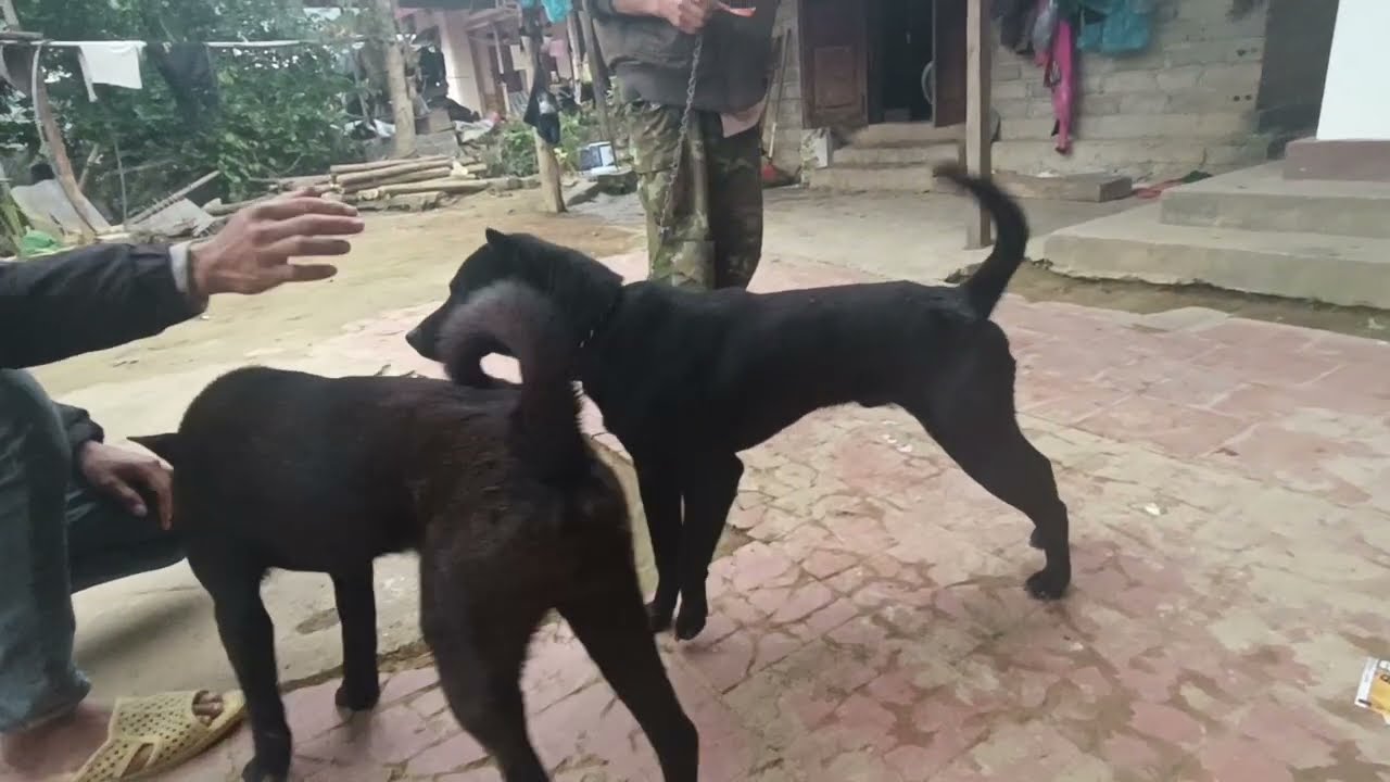 Ngày thứ 2 ở Lạng Sơn gặp toàn chó giá cao, chưa mua được con nào.
