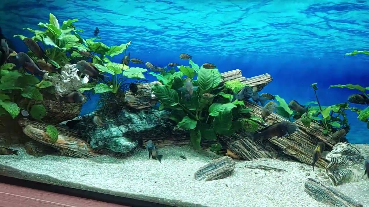 Tropheus Bemba - Narybek-