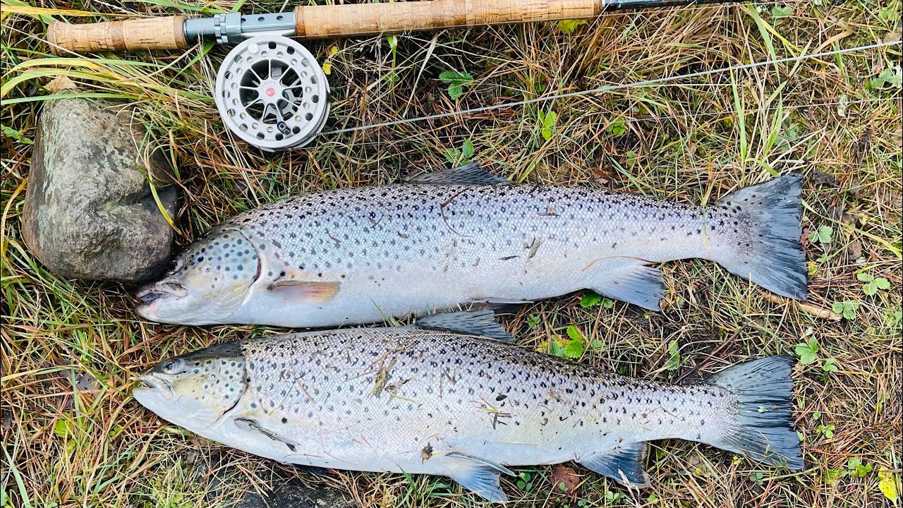 Havsöring flugfiske i Älvkarleby 2022-11-02 / sea-trout fly fishing in Sweden/Älvkarleby