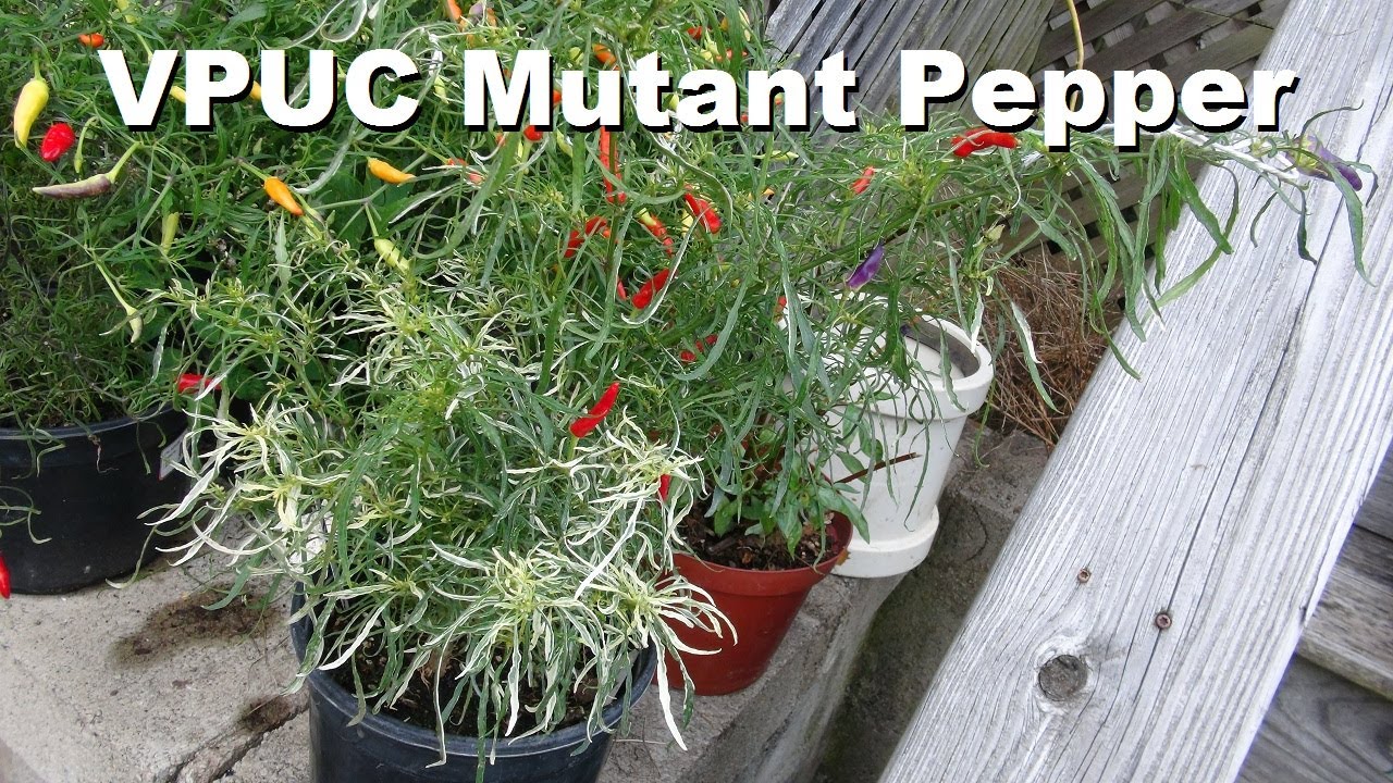 ⟹ VPUC Mutant Pepper | Capsicum annuum | Pod Review