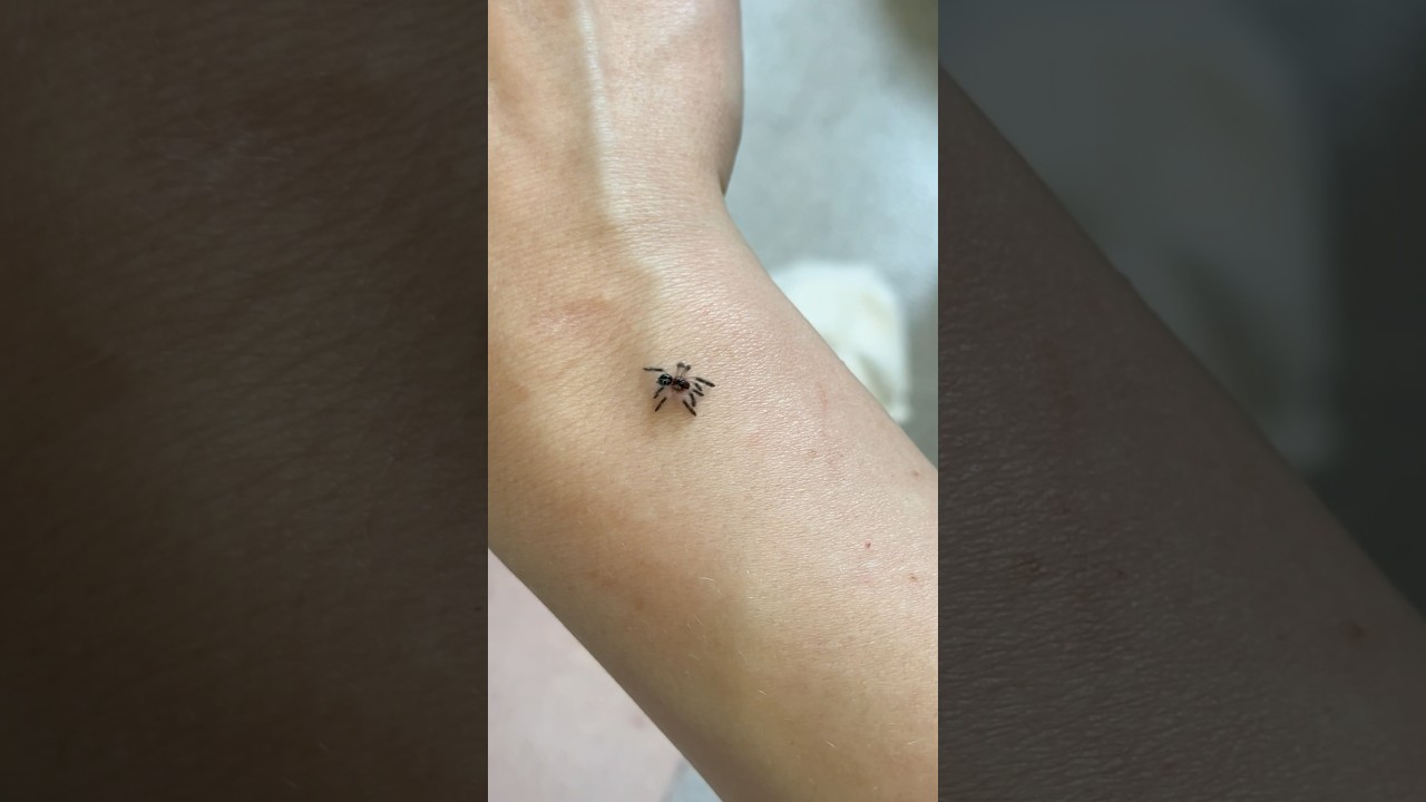 Это самый красивый тарантул? 😍 #tseladonia #tarantula #spider #pets #unboxingvideo