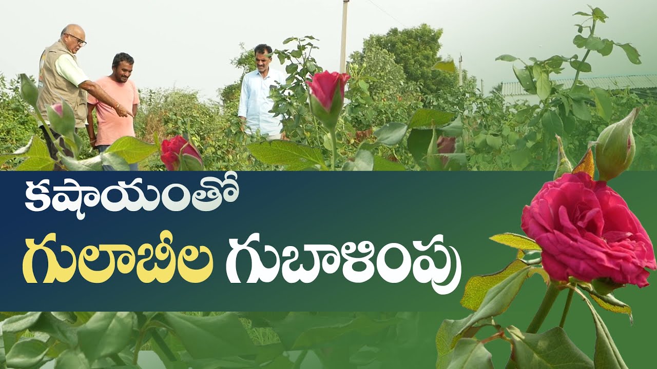 E149 | మా గులాబి తోటలో అద్భుతం | Rose Garden | 833 1800 100 | @GramaBazaar