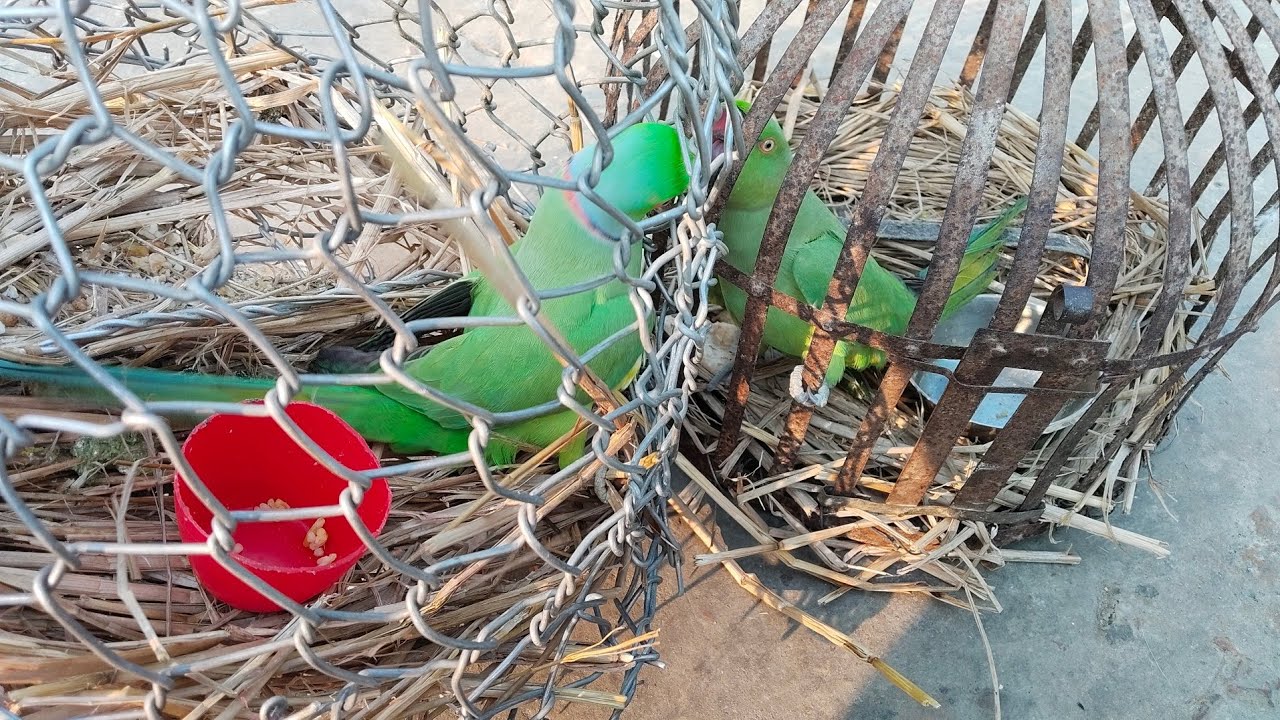 My parrot 🦜 is very cutee 🥰 #very Nice 👍#the_parrot