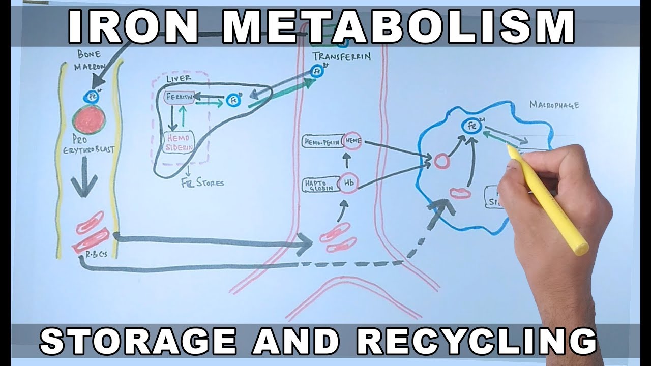 Iron Metabolism | Storage and Recycling