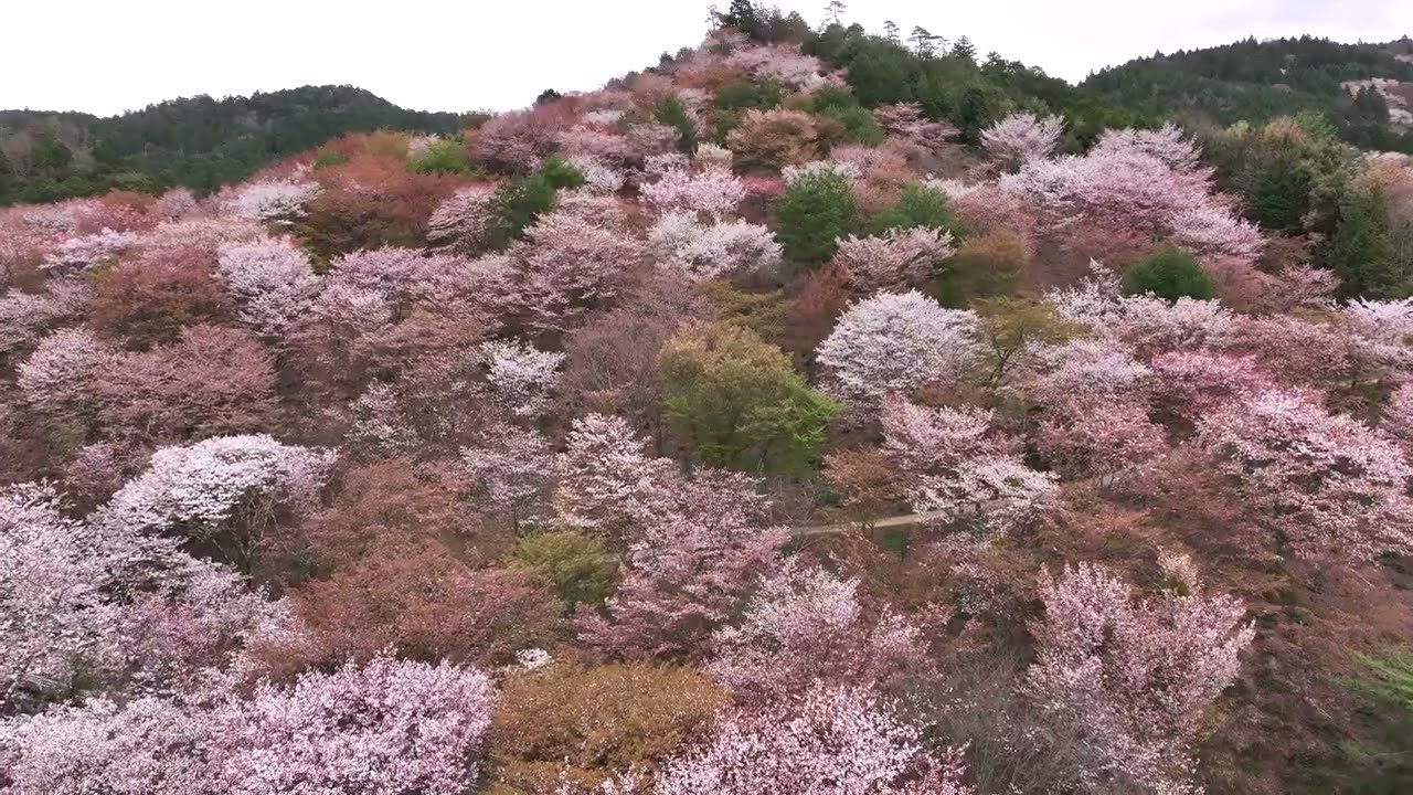 「祈りの桜・吉野山 2024」_4K