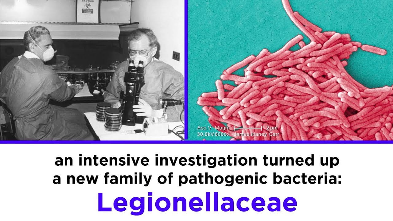 Legionnaires&rsquo; Disease: Legionella pneumophila