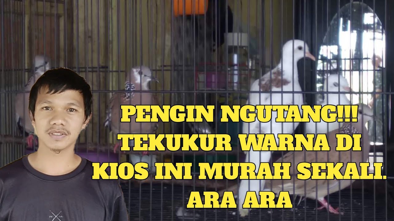 KIOS INI JUAL TEKUKUR WARNA MURAH MERIAH|| GATO PURBIANTO SOKARAJA