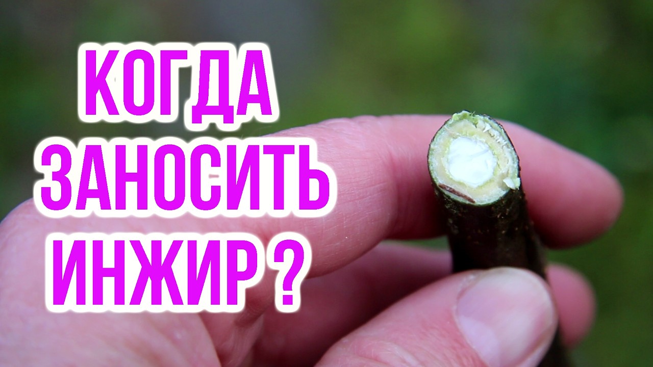 Когда заносить инжир? Не совершайте эту ОШИБКУ