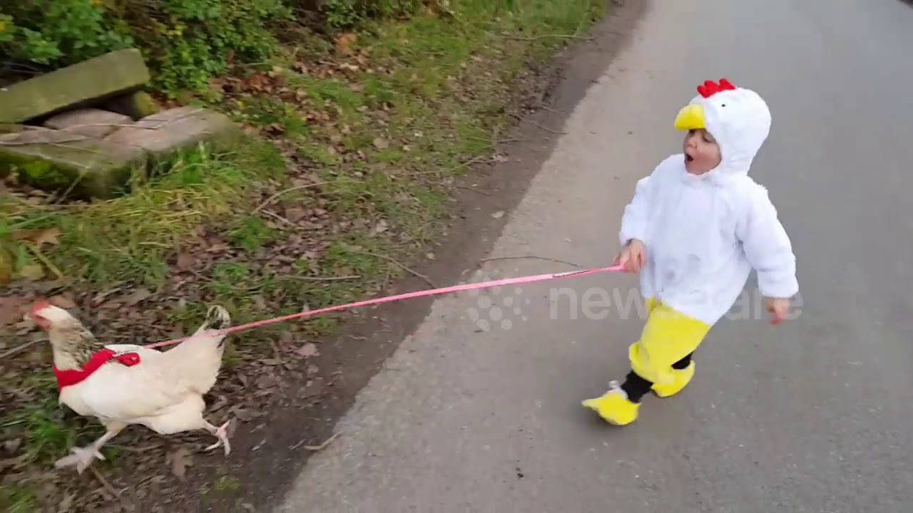 Little Girl in Chicken Suit Walks her Chicken