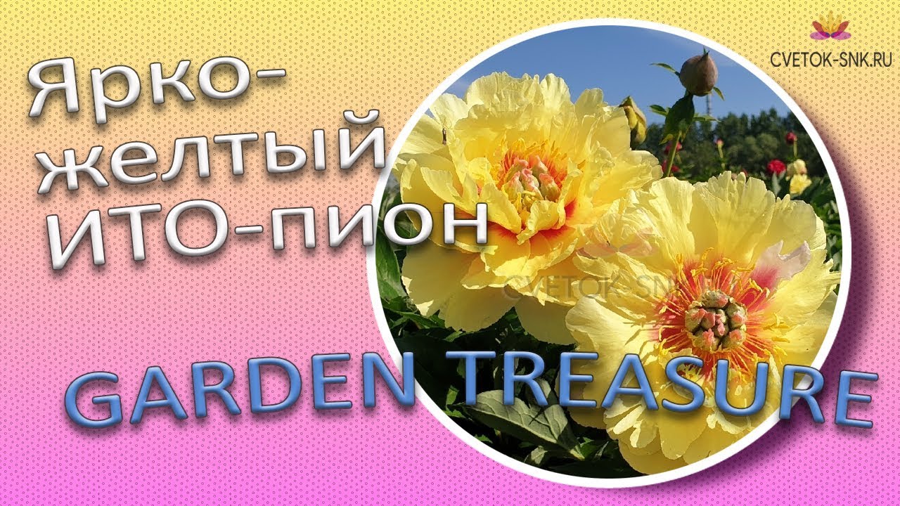 Ярко-желтый ИТО-пион GARDEN TREASURE / Сад Ворошиловой
