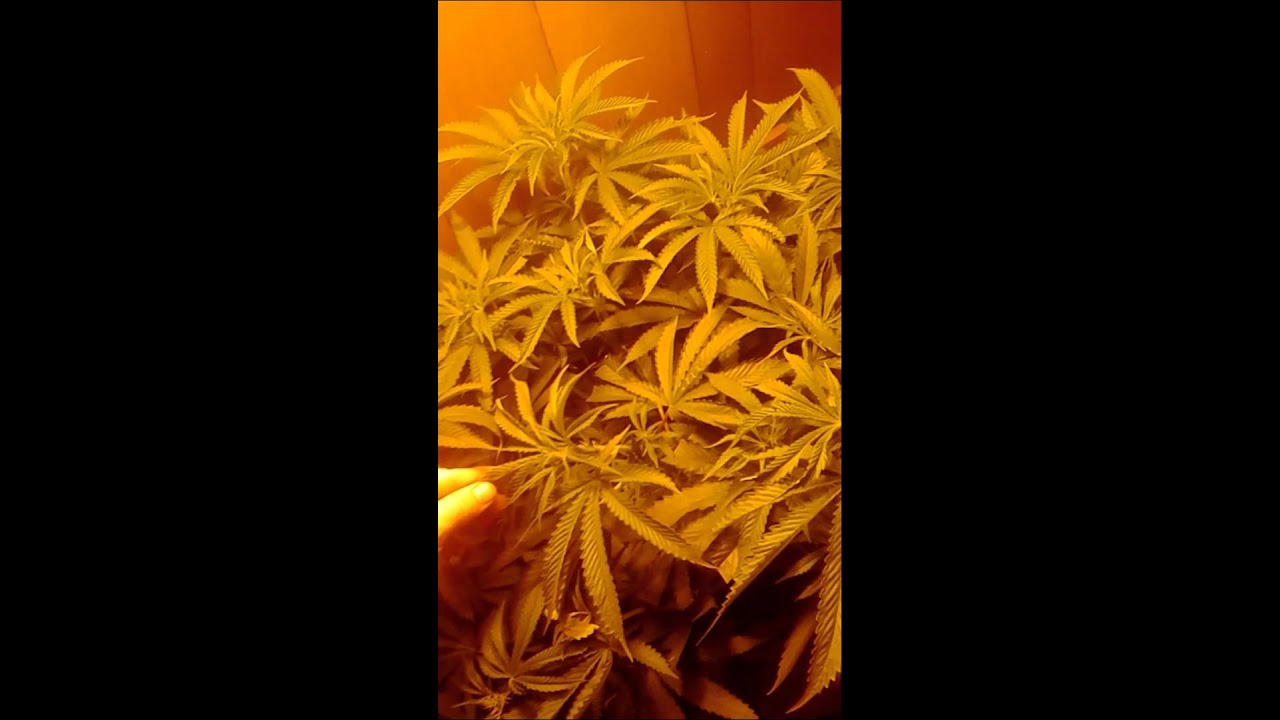 Cali connection, alien og 28.10% thc.