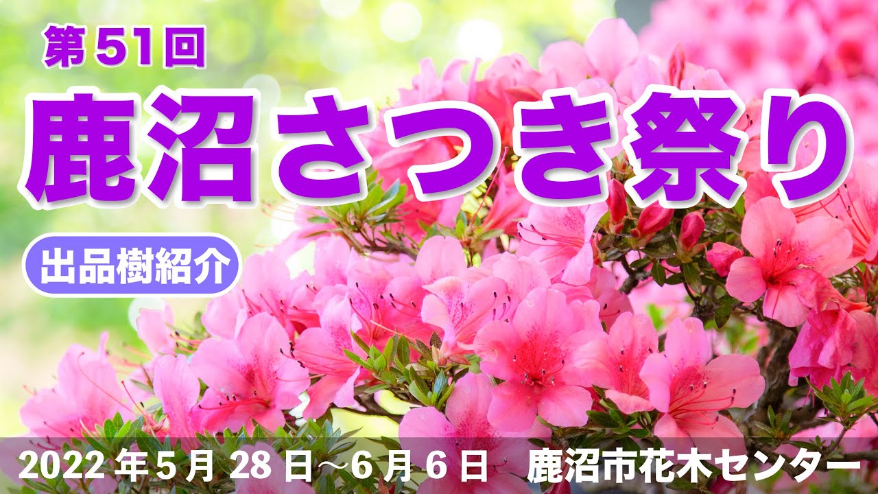 第51回 鹿沼さつき祭り　出品樹紹介
