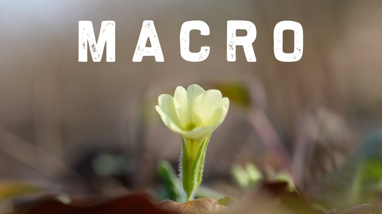 FOTOGRAFIA MACRO | Cenni di PRIMAVERA e OCCHIO FOTOGRAFICO