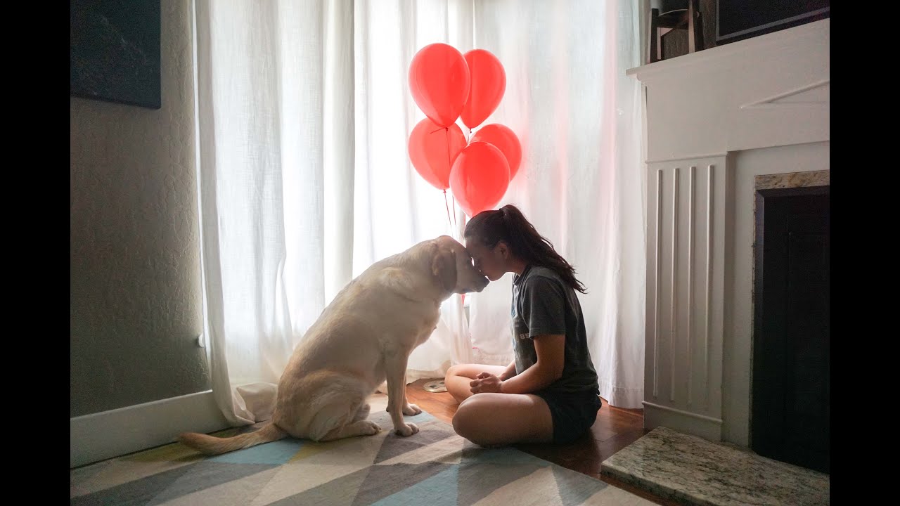 Forever my First Baby – In Loving Memory of Zazu
