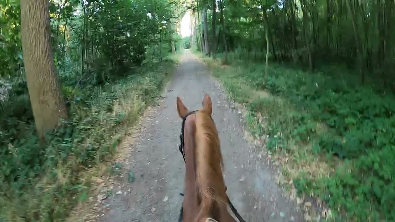 Vitesse bos