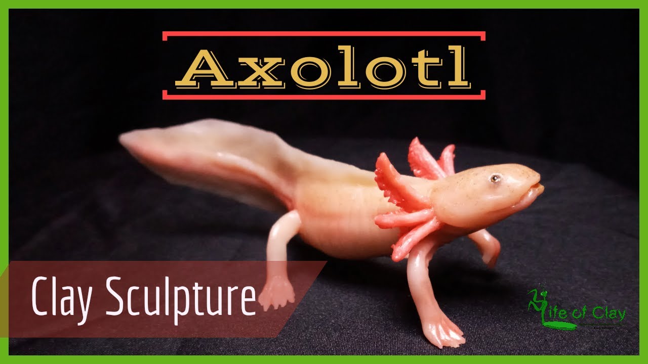 Лепка аксолотля (Ambystoma mexicanum)_Полимерная глина_Жизнь из глины