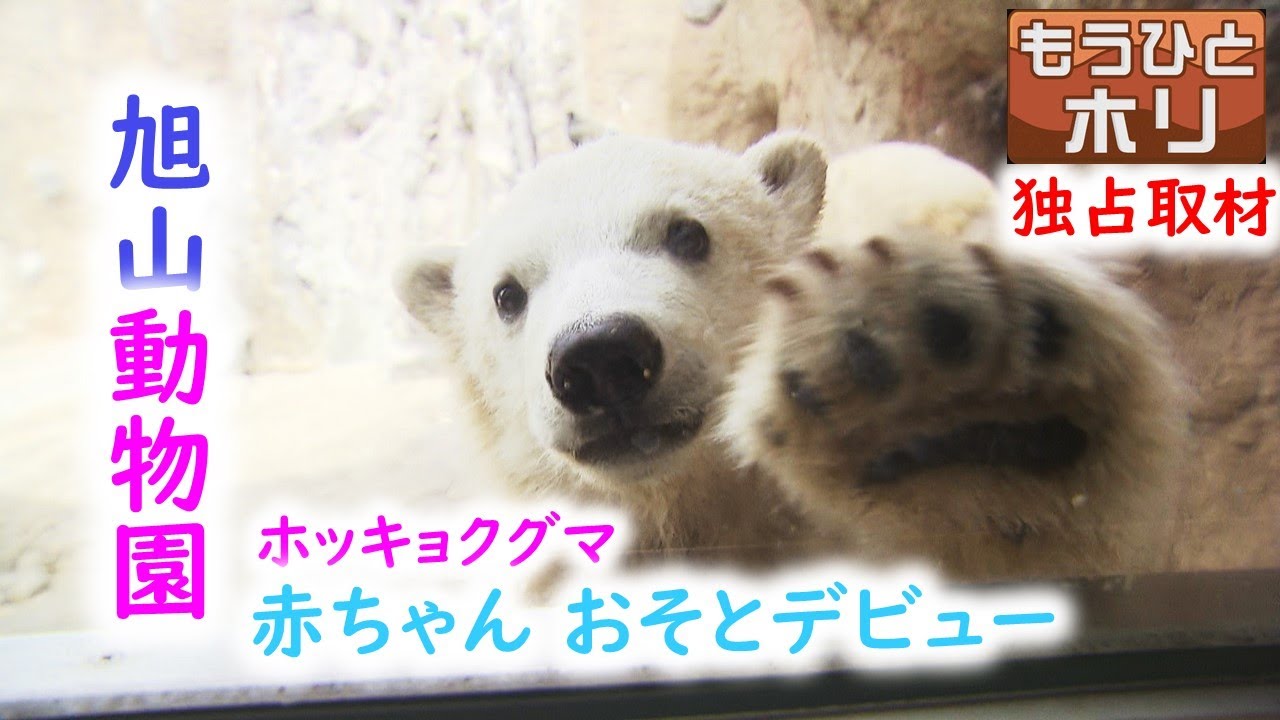 【独占】旭山 かわいいホッキョクグマの赤ちゃん おそとデビュー