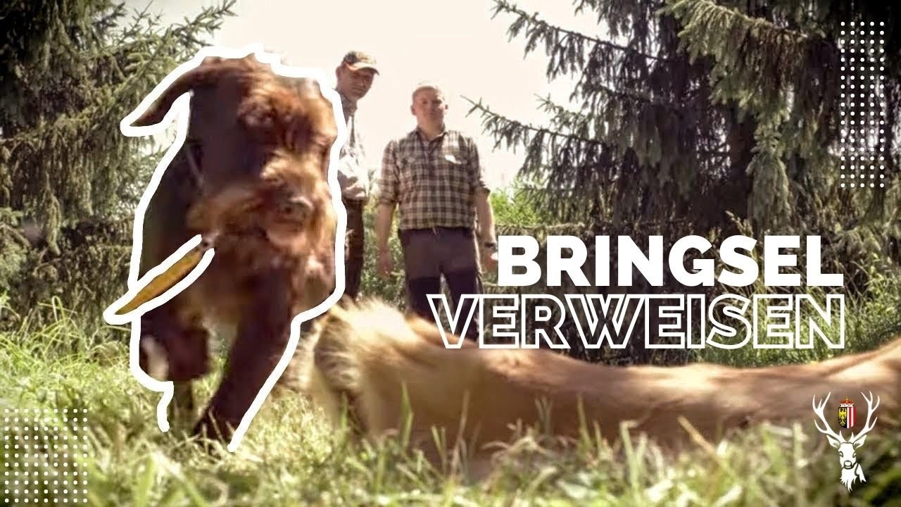 Bringselverweisen lernen in der Hundeausbildung - OÖ Landesjagdverband