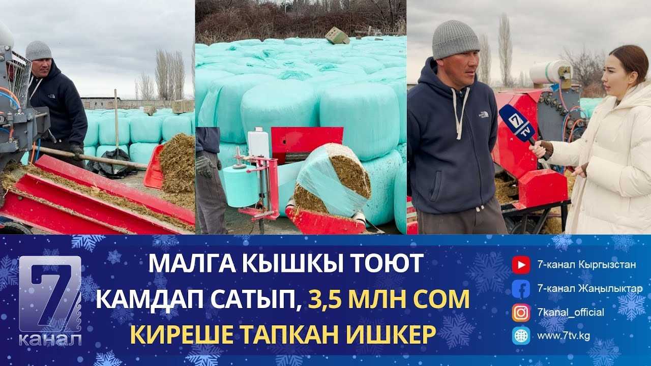 ФЕРМЕРЛЕР УЙЛАРЫНА СИЛОС БЕРИП, СҮТҮ КӨБӨЙГӨНҮНӨ КУБАНУУДА
