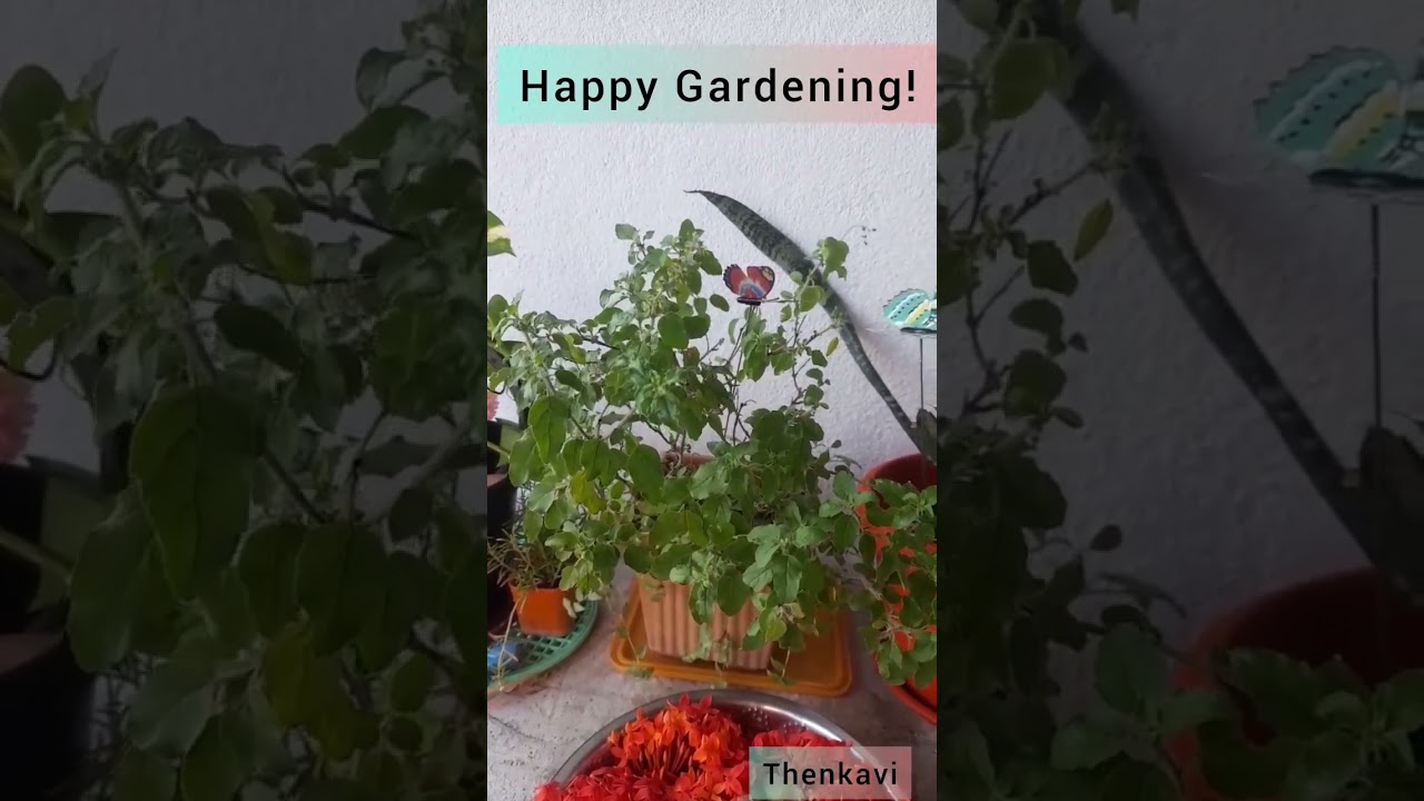 Gardening#shorts Terrace Garden #bliss #gardening #gardendecor #decor #butterfly #makeover