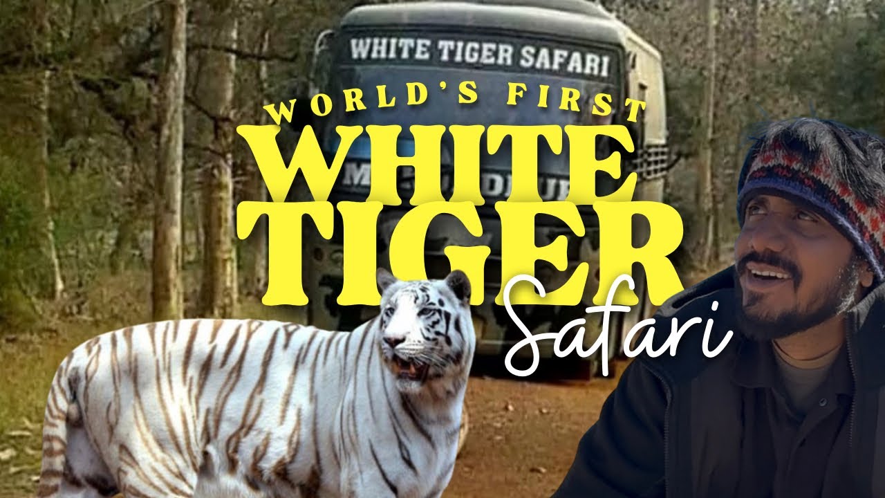 Mukundpur White Tiger  Safari Ka Sach | Safari vs Zoo Experience