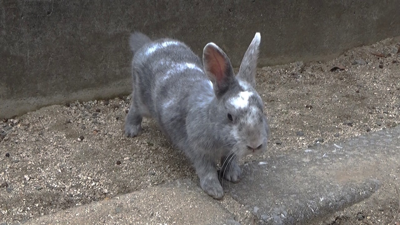 【 Rabbit Island 】やっと会えたしぐれちゃん！