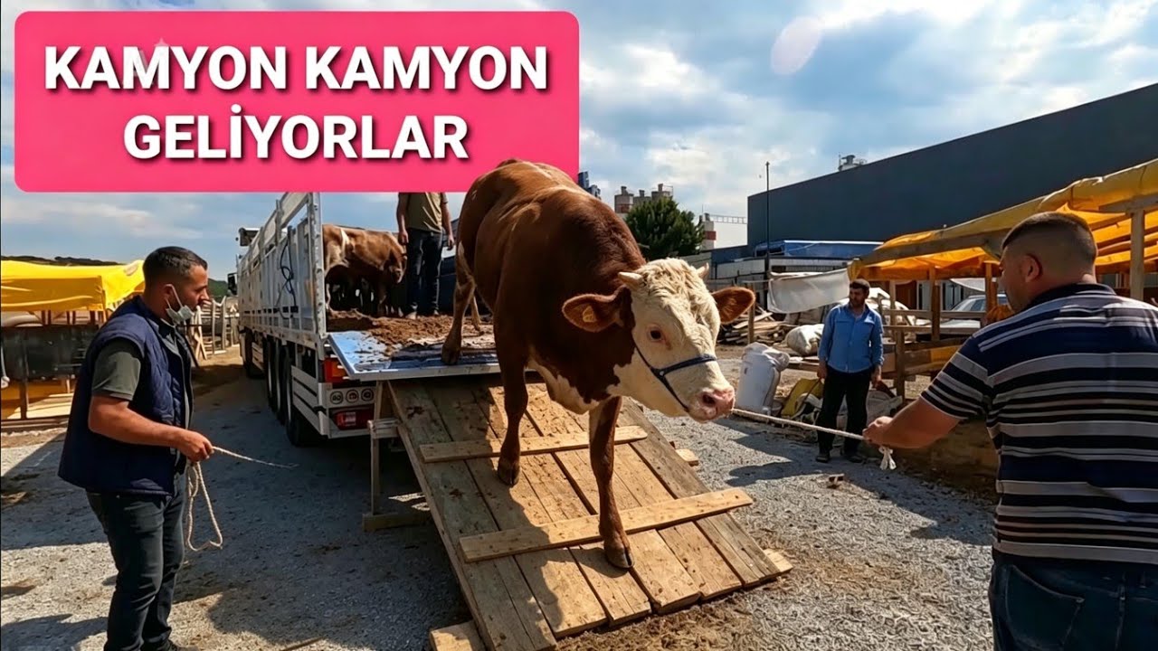 2021 Kurban Pazarı- 4 | Kurban Fiyatları | Kurbanlık Düve | İstanbul Sokakları TV