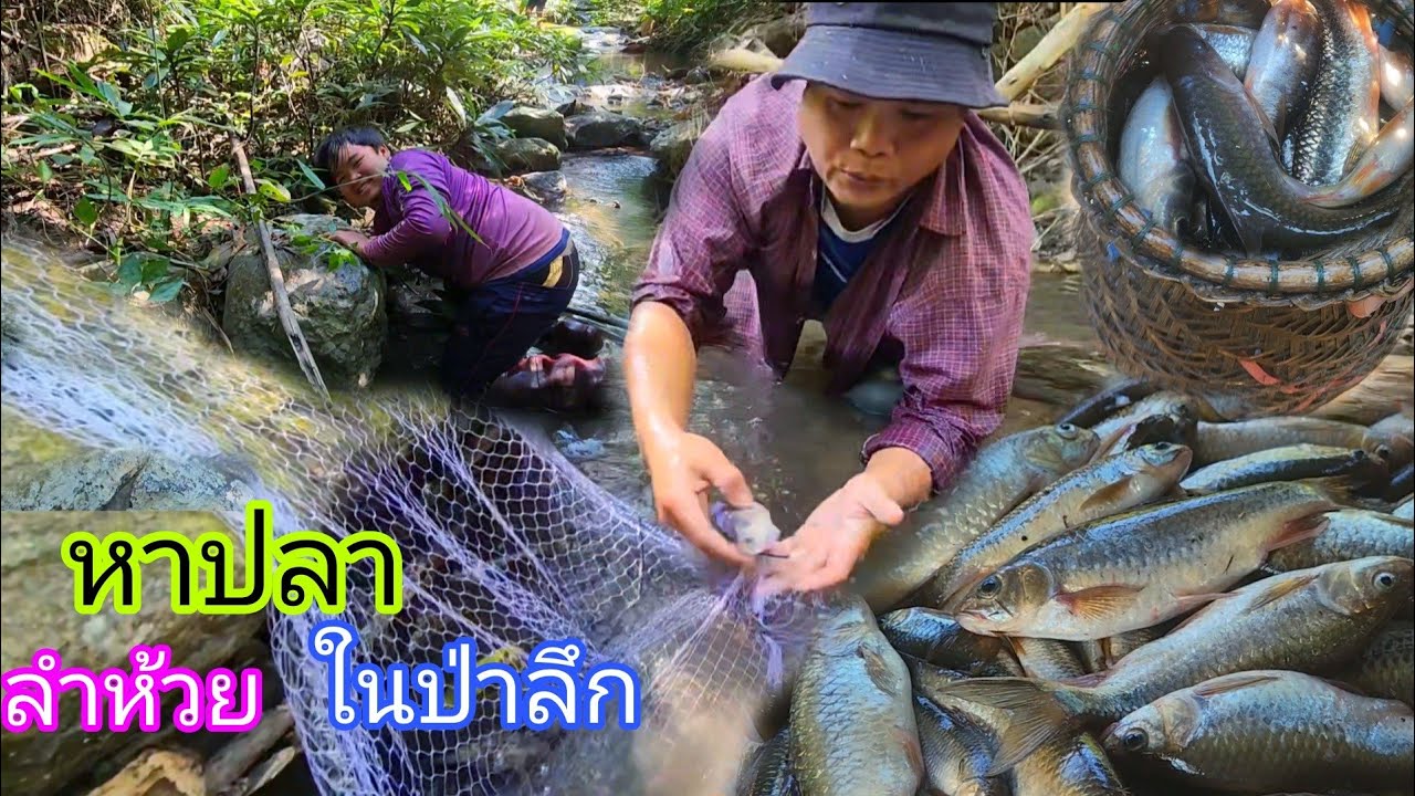 โชกุนเกือบถอดใจเมื่อเข้าป่าลึกเพื่อหาหาปลาชนิดนี้ ได้เยอะมาก