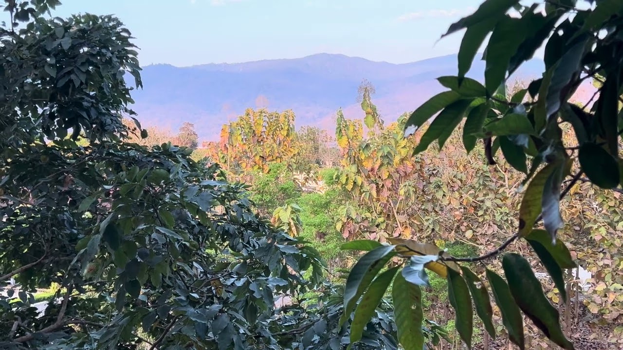 feeling of summer 💚  #mindentertainment #nature #peace #mountains @MindEntertainment-p3r 