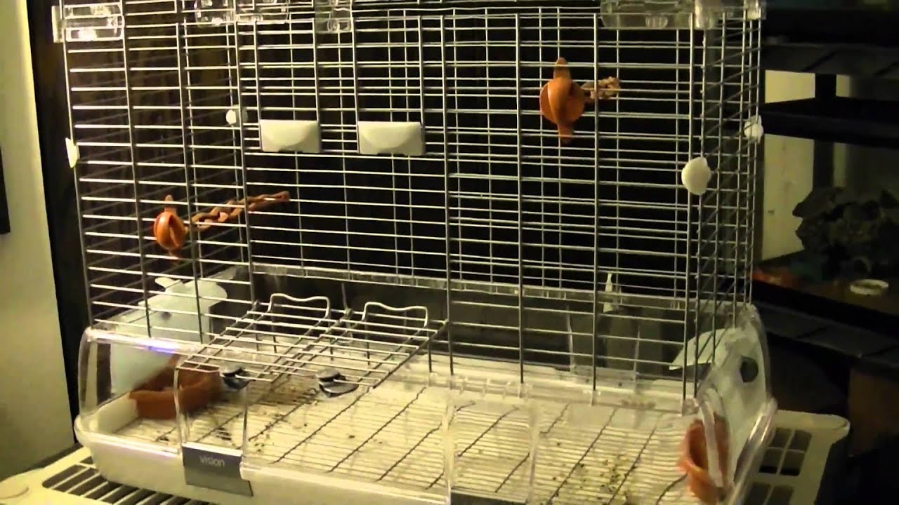Vision Bird Cage Review