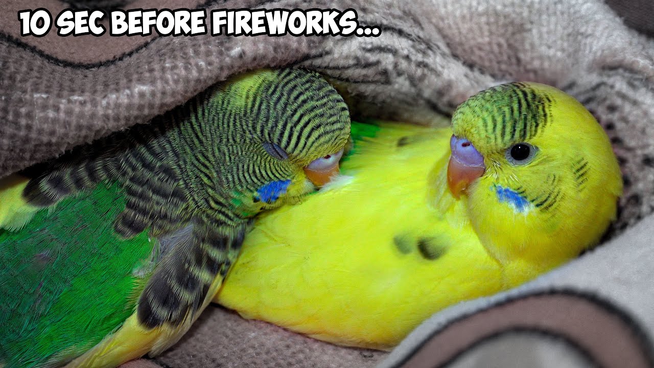 Fireworks Ban Saves LIVES of Budgie Birds!