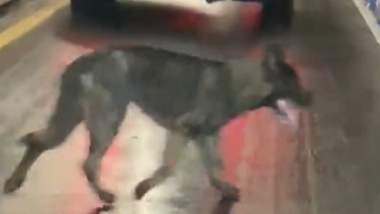 Runaway Puppy Travels Across State Lines
