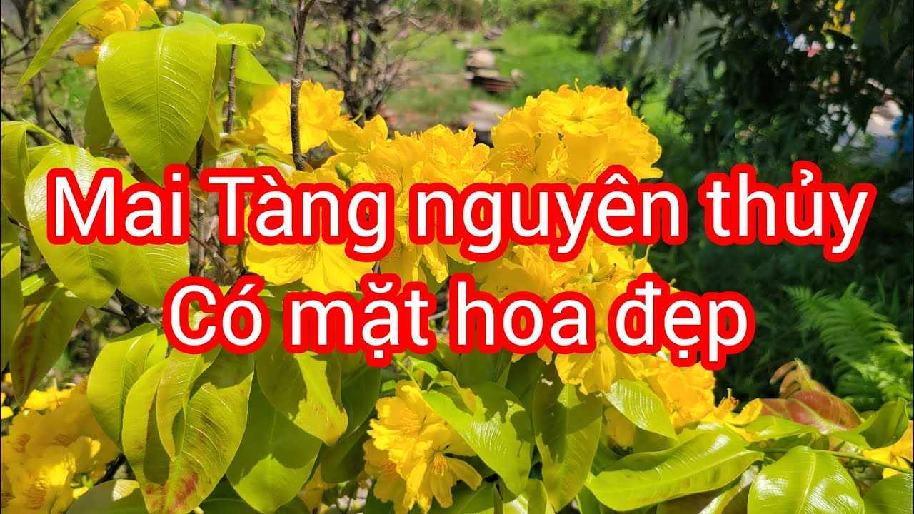 (Đ&atilde; b&aacute;n hết ) Clip 2: Mai t&agrave;ng nguy&ecirc;n thủy hoa đẹp.