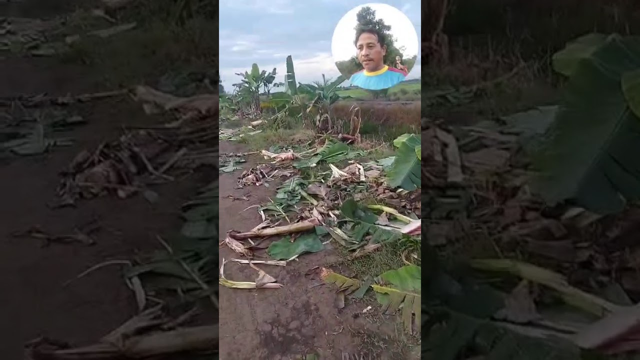 gajah ngamuk tanaman warga di pekarangan rumah nomer 8 d 4 desa jadi mulya