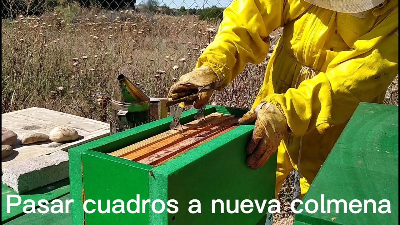 De núcleo Palmer a Colmena