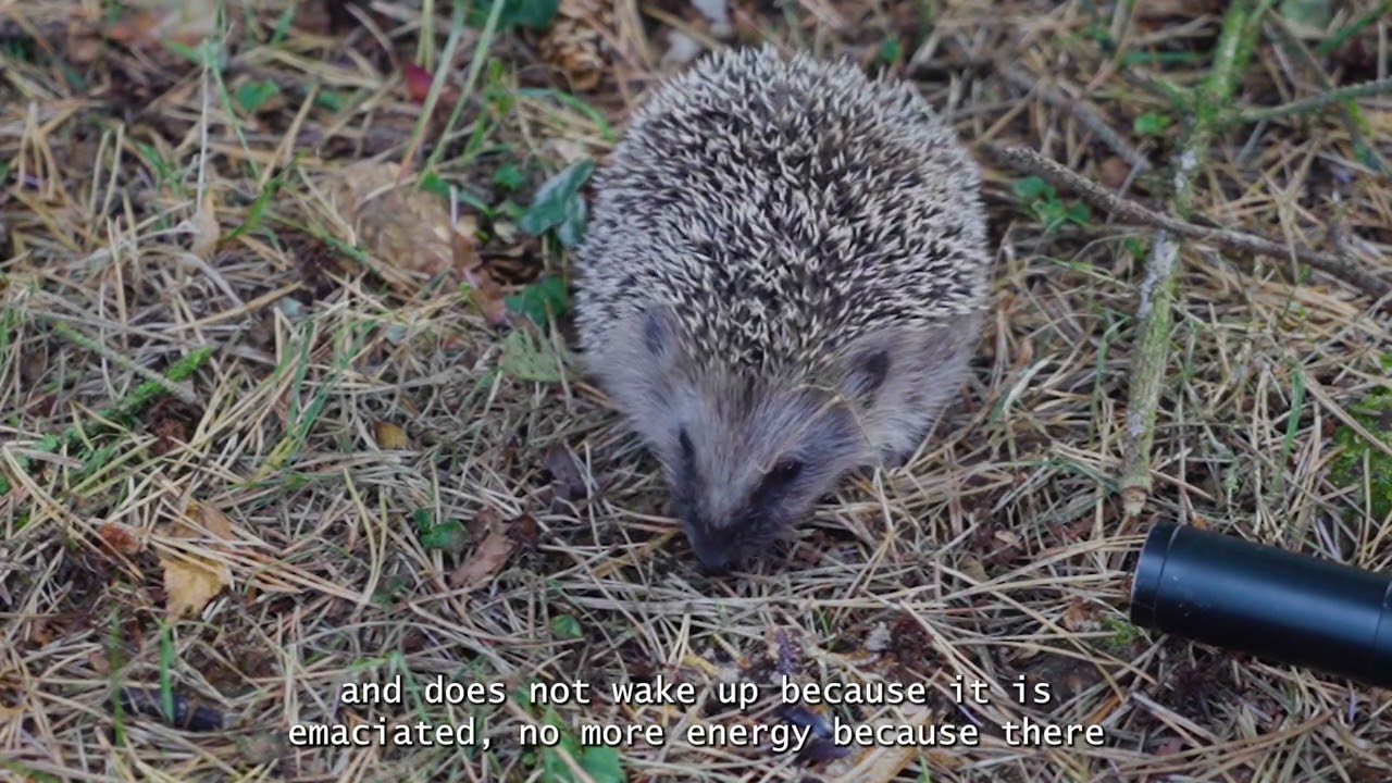 Was verbindet uns...im Gespräch mit dem Naturfilmer Robin Jähne